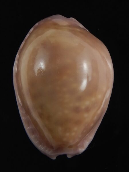 Naria poraria N&R 24.61 mm Gem-79207