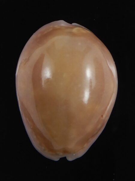Naria poraria N&R 21.05 mm Gem-79165
