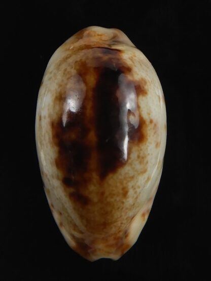 Purpuradusta gracilis macula N&R 23.35 mm Gem-79235
