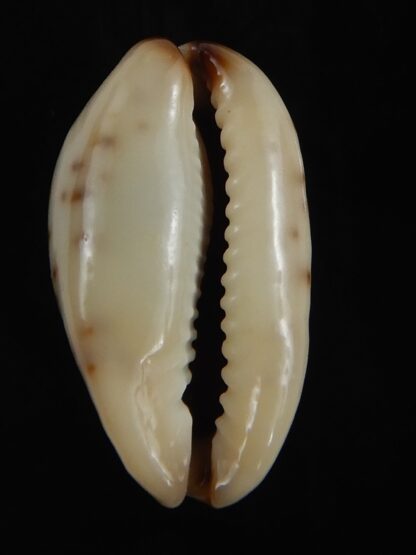 Purpuradusta gracilis macula N&R 23.35 mm Gem-79240