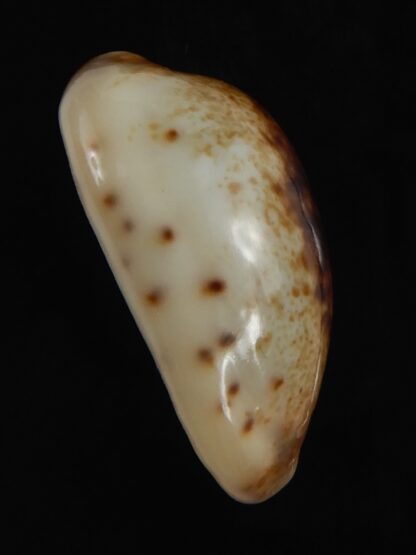 Purpuradusta gracilis macula N&R 23.35 mm Gem-79236