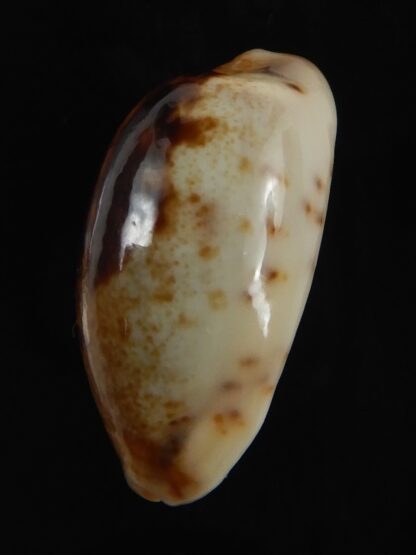 Purpuradusta gracilis macula N&R 23.35 mm Gem-79239