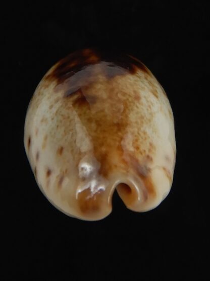 Purpuradusta gracilis macula N&R 23.35 mm Gem-79238