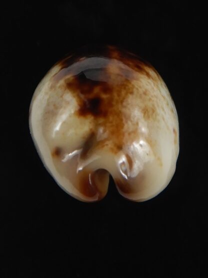 Purpuradusta gracilis macula N&R 23.35 mm Gem-79237