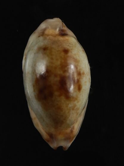 Purpuradusta gracilis macula N&R 20.88 mm Gem -79221