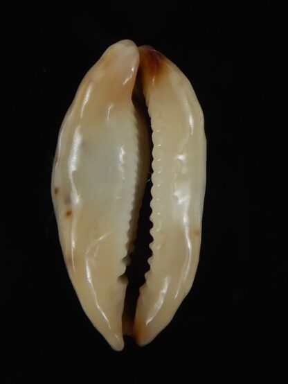 Purpuradusta gracilis macula N&R 20.88 mm Gem -79222