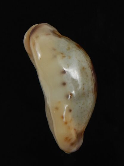 Purpuradusta gracilis macula N&R 20.88 mm Gem -79225