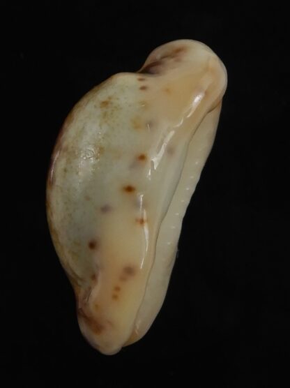 Purpuradusta gracilis macula N&R 20.88 mm Gem -79226