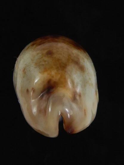 Purpuradusta gracilis macula N&R 20.88 mm Gem -79224