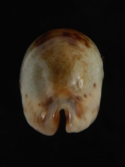 Purpuradusta gracilis macula N&R 20.88 mm Gem -79223