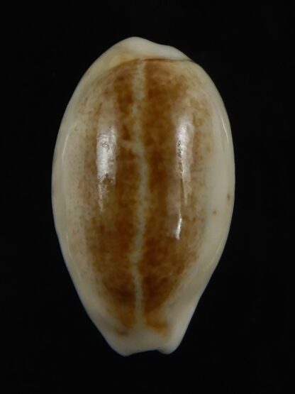 Blasicrura pallidula rhinoceros N&R 21,85 mm Gem-79137