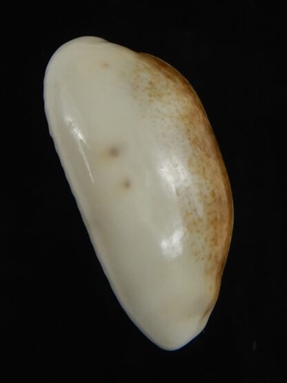 Blasicrura pallidula rhinoceros N&R 21,85 mm Gem-79142