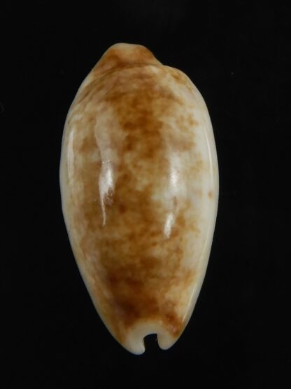 Blasicrura pallidula rhinoceros N&R 23.25 mm Gem -79154