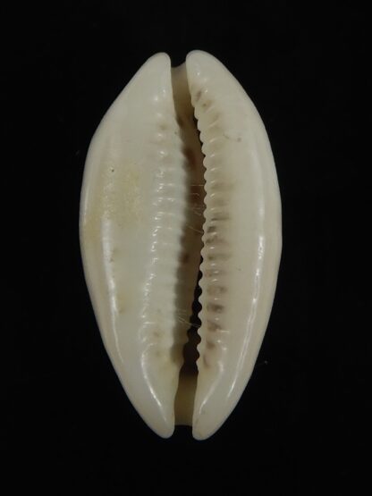Blasicrura pallidula rhinoceros N&R 23.25 mm Gem -79152