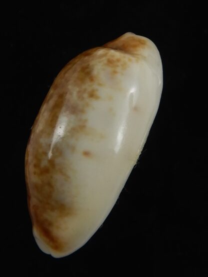 Blasicrura pallidula rhinoceros N&R 23.25 mm Gem -79153
