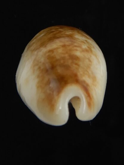 Blasicrura pallidula rhinoceros N&R 23.25 mm Gem -79156