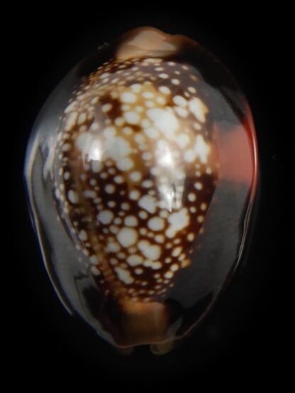 Monetaria caputserpentis aruni 25.05 mm Gem-79249