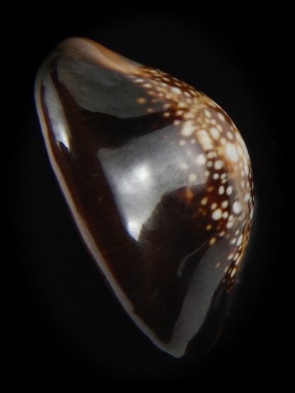 Monetaria caputserpentis aruni 25.05 mm Gem-79252