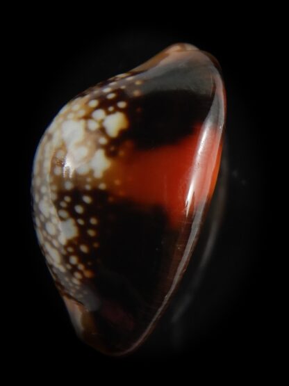 Monetaria caputserpentis aruni 25.05 mm Gem-79253