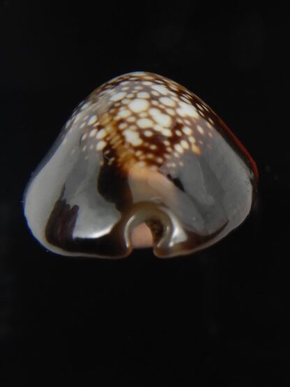 Monetaria caputserpentis aruni 25.05 mm Gem-79251