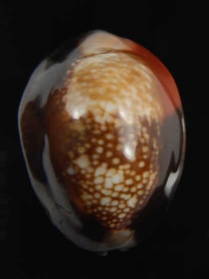 Monetaria caputserpentis aruni 30.34 mm Gem-79319