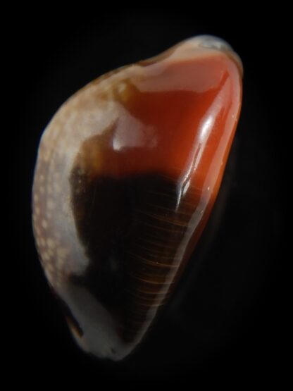 Monetaria caputserpentis aruni 30.34 mm Gem-79320