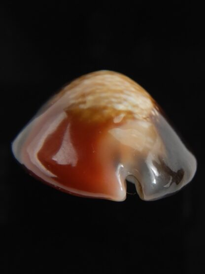 Monetaria caputserpentis aruni 30.34 mm Gem-79324