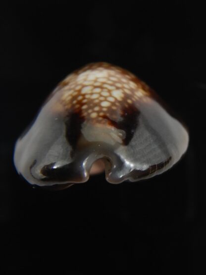 Monetaria caputserpentis aruni 30.34 mm Gem-79323