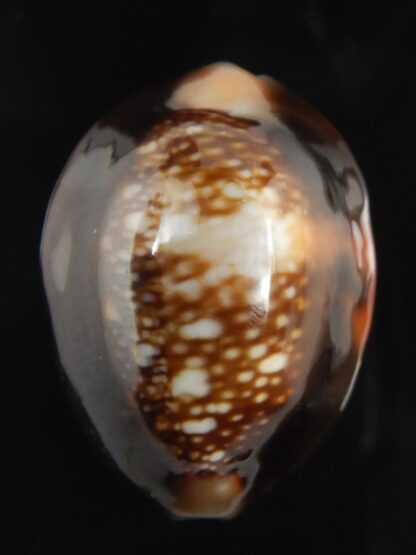 Monetaria caputserpentis aruni 29.60 mm Gem-79291