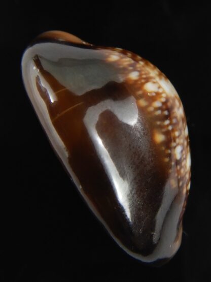 Monetaria caputserpentis aruni 29.60 mm Gem-79292