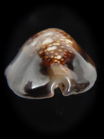 Monetaria caputserpentis aruni 29.60 mm Gem-79296