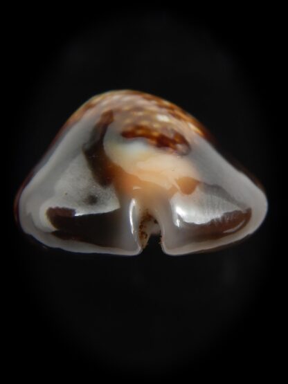 Monetaria caputserpentis aruni 29.60 mm Gem-79295