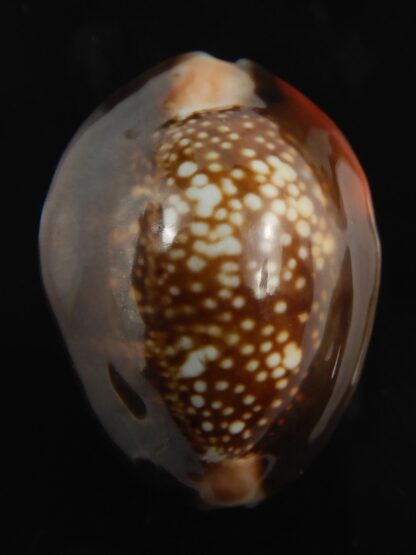 Monetaria caputserpentis aruni 29.68 mm Gem-79305