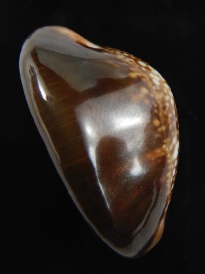 Monetaria caputserpentis aruni 29.68 mm Gem-79307