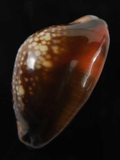 Monetaria caputserpentis aruni 29.68 mm Gem-79308