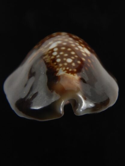 Monetaria caputserpentis aruni 29.68 mm Gem-79309