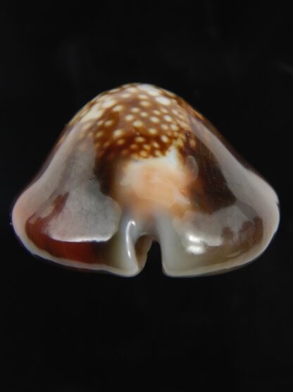 Monetaria caputserpentis aruni 29.68 mm Gem-79310