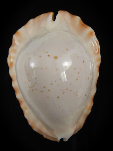 Zoila ketyana hypermarginata 47.10 mm Gem-79361