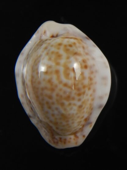 Cypraea acicularis sanctahelenae 18.55 mm Gem-79420