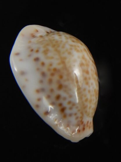 Cypraea acicularis sanctahelenae 18.55 mm Gem-79421