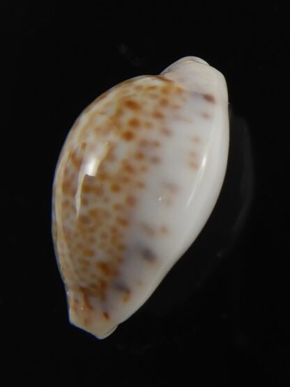 Cypraea acicularis sanctahelenae 18.55 mm Gem-79424