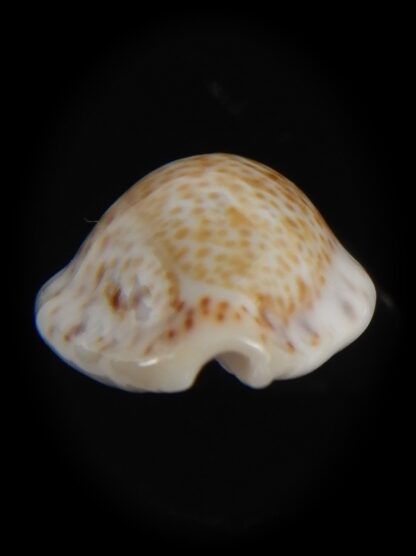 Cypraea acicularis sanctahelenae 18.55 mm Gem-79423