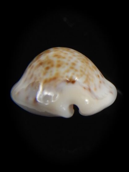 Cypraea acicularis sanctahelenae 18.55 mm Gem-79425