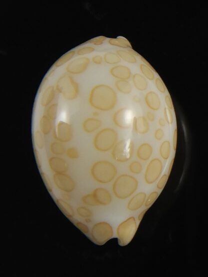 Annepona mariae vivianae 16.52 mm Gem-79651