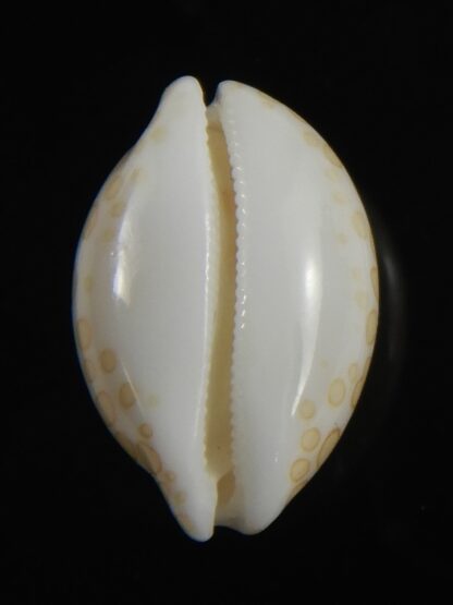 Annepona mariae vivianae 16.52 mm Gem-79649