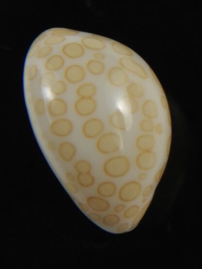 Annepona mariae vivianae 16.52 mm Gem-79652