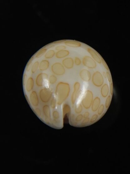 Annepona mariae vivianae 16.52 mm Gem-79650