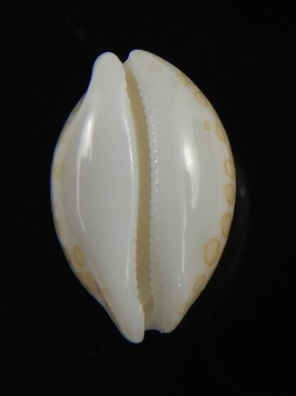 Annepona mariae vivianae 16.40 mm Gem-79635