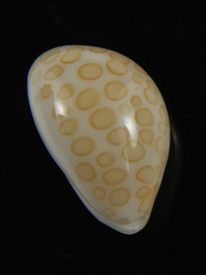 Annepona mariae vivianae 16.40 mm Gem-79637