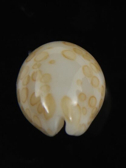 Annepona mariae vivianae 16.40 mm Gem-79638